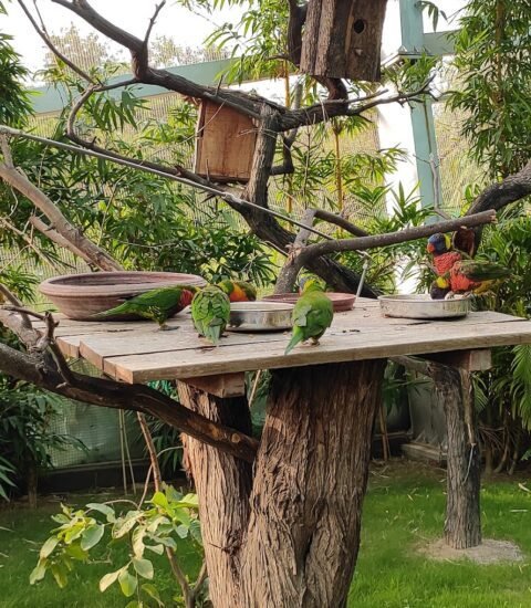 Chandigarh Bird Park